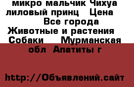 микро мальчик Чихуа лиловый принц › Цена ­ 90 - Все города Животные и растения » Собаки   . Мурманская обл.,Апатиты г.